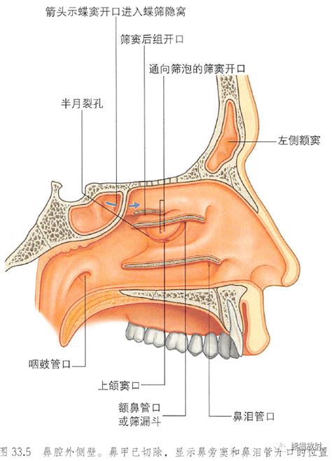 鼻子部位|鼻和鼻旁窦附标记解剖插图